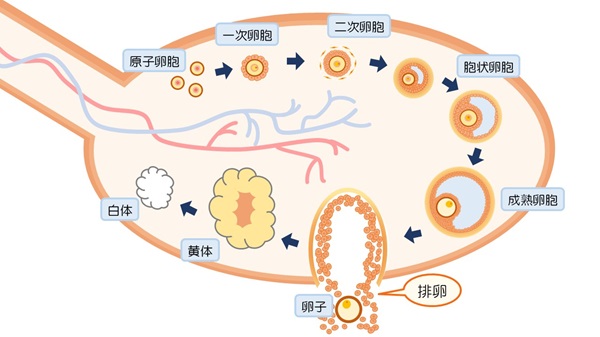 amh検査の概要