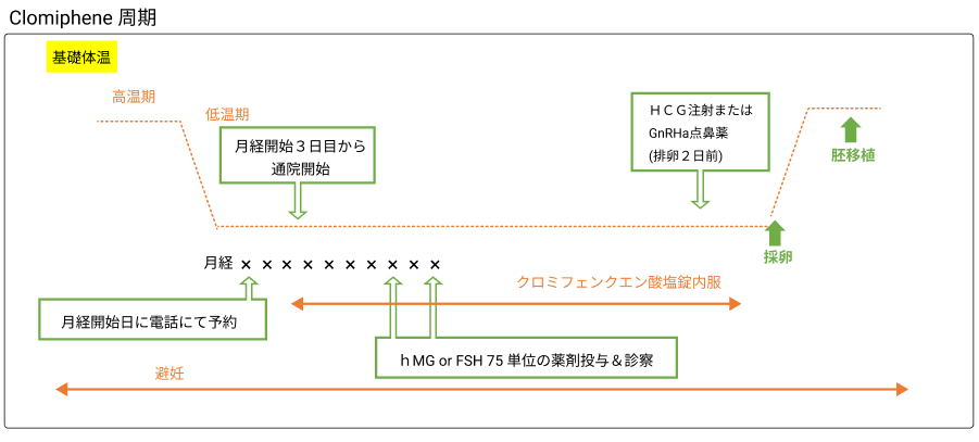 クロミフェン周期図